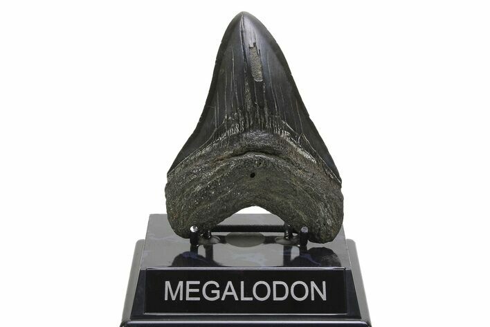 Fossil Megalodon Tooth - South Carolina #297426